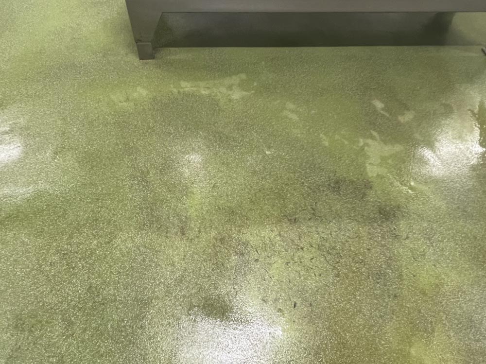 食品工場の床面に発生したカビの除去の施工後